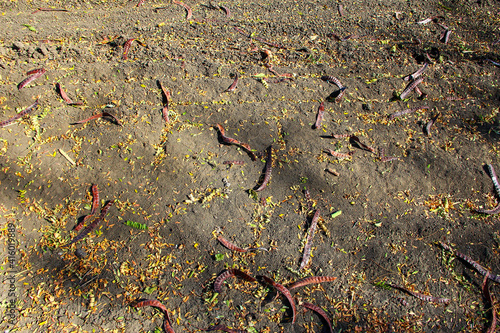 Acacia pods on the ground photo