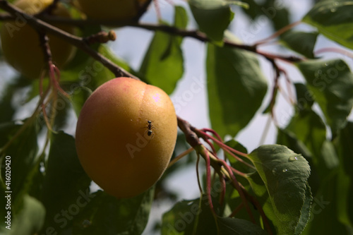 Fresh and organic apricot on tree branch.