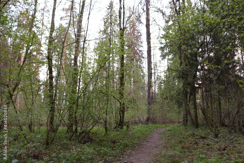 Fototapeta premium forest after rain summer russia