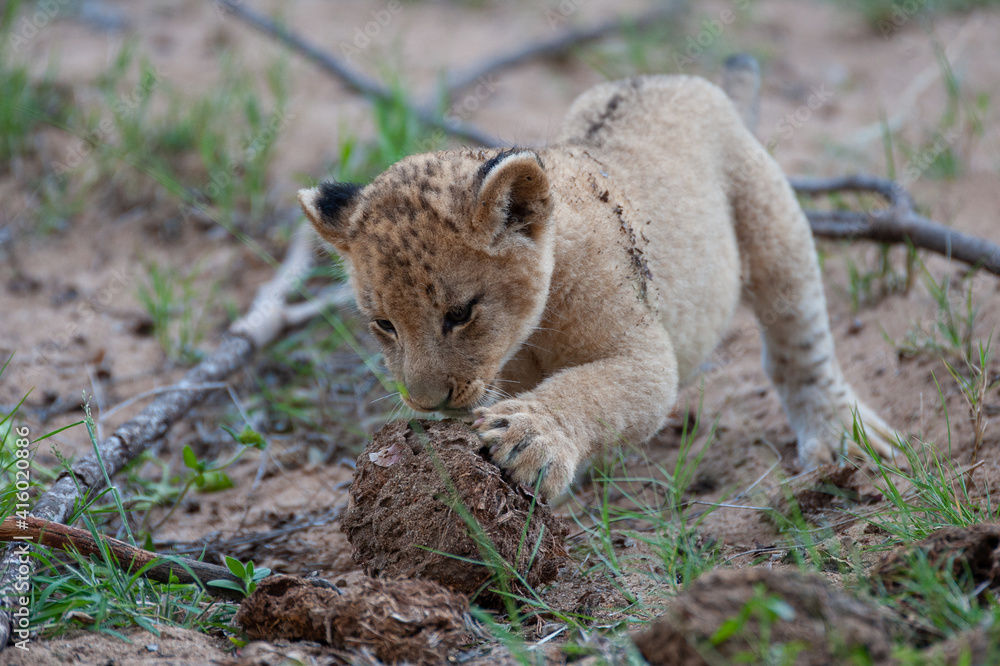Tiny Lion Cub seen on a safari in South Africa Tiny Lion Cub seen on a safari in South Africa