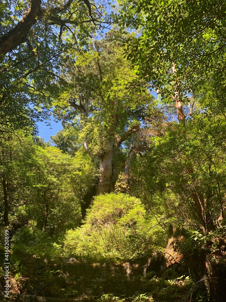 屋久島 縄文杉 屋久杉 縄文杉トレッキング 国立公園 鹿児島 屋久島 縄文杉 屋久杉 縄文杉トレッキング 国立公園 鹿児島