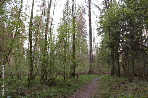 forest after rain summer russia