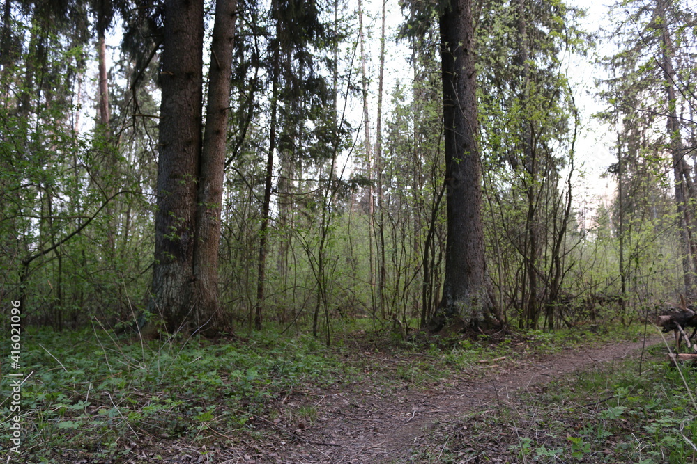 Obraz premium forest after rain summer russia