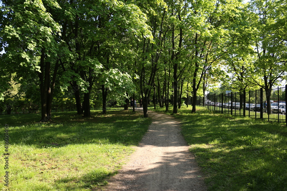 early spring. the sun is shining, morning. green trees in the park