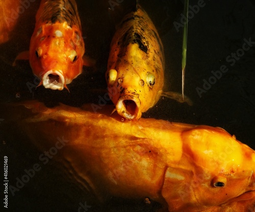 Koi in the water 