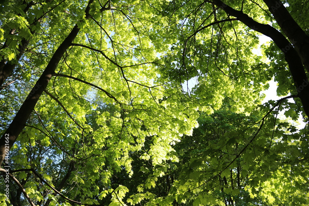 early spring. the sun is shining, morning. green trees in the park early spring. the sun is shining, morning. green trees in the park