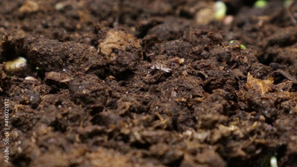 Growing plants in spring, timelapse. Sprouts germination newborn radish microgreen. Growing plants in spring, timelapse. Sprouts germination newborn radish microgreen.