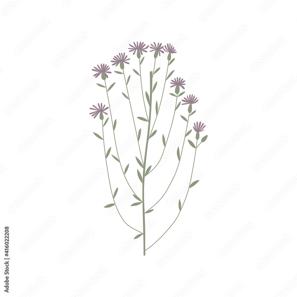 Vector color hand drawn illustration with Cornflower meadow. Minimalist Flower and herb. Wildflower for logo design, tattoo, postcard