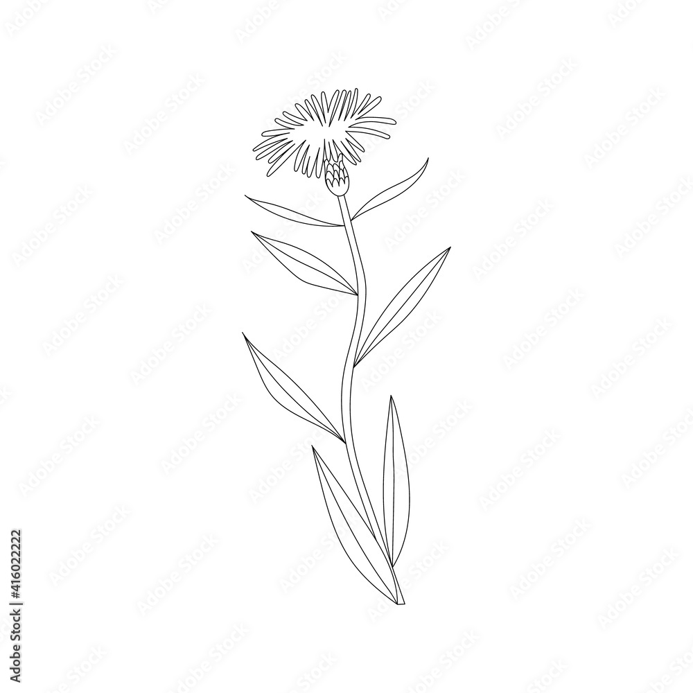 Naklejka premium Vector line hand drawn illustration with Cornflower meadow. Minimalist Flower and herb. Wildflower for logo design, tattoo, postcard