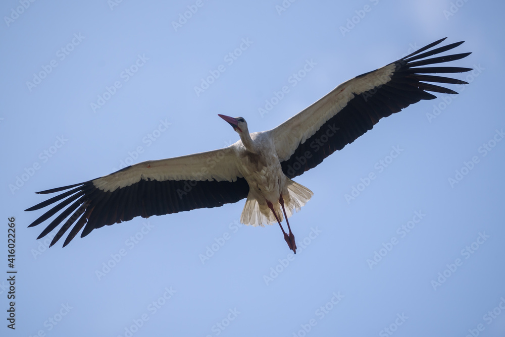 Obraz premium White stork bird. Ciconia ciconia.