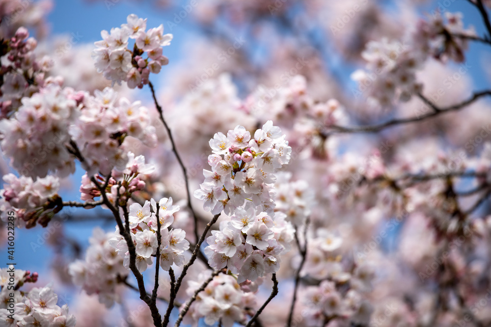 風景素材　満開の桜の花