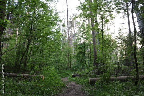 Fototapeta Naklejka Na Ścianę i Meble -  forest after rain summer russia