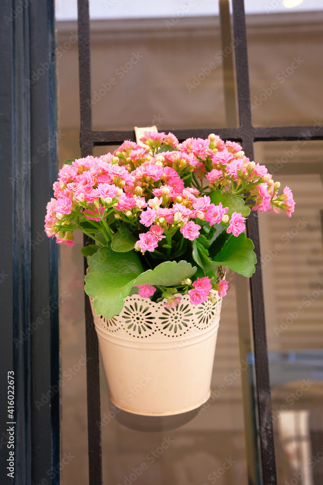 Pot with bush of blooming plant for landscape design. Bush with pink flowers in metal flowerpot.