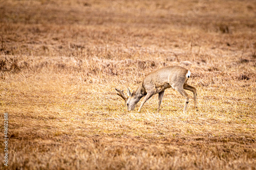   sende Rehe im Federseeried