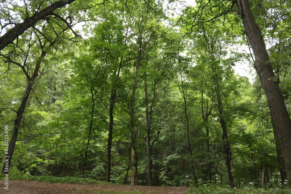 Fototapeta premium forest in summer after rain