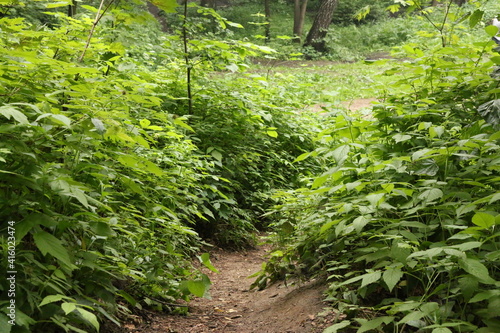 forest in summer after rain