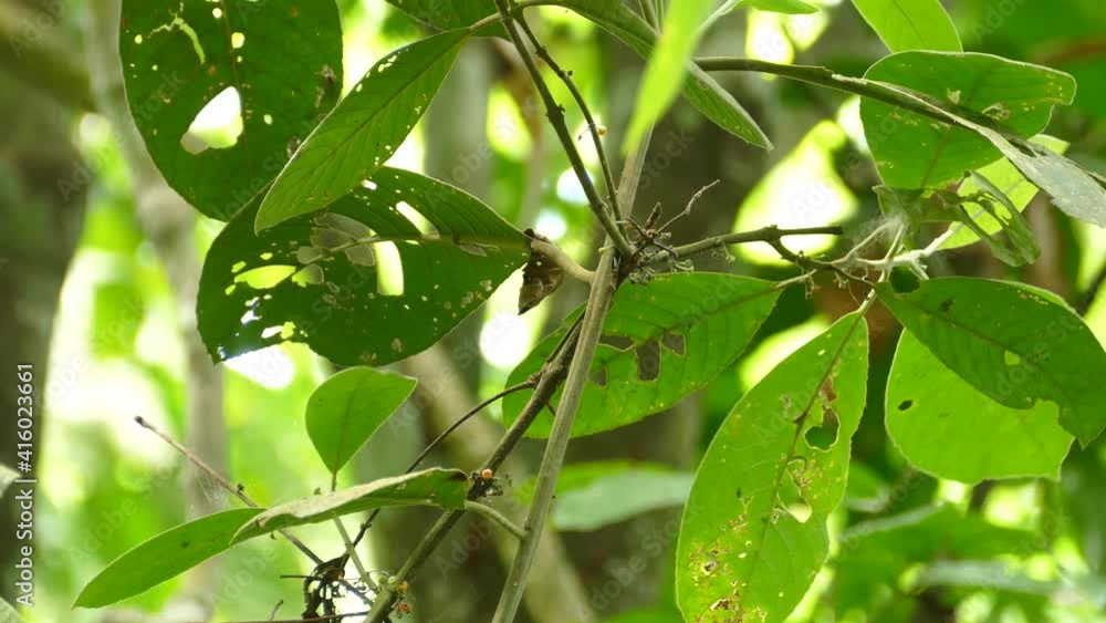 Tiny exotic bird, quickly flying off a tree branch, in a Panama tropical forest Tiny exotic bird, quickly flying off a tree branch, in a Panama tropical forest