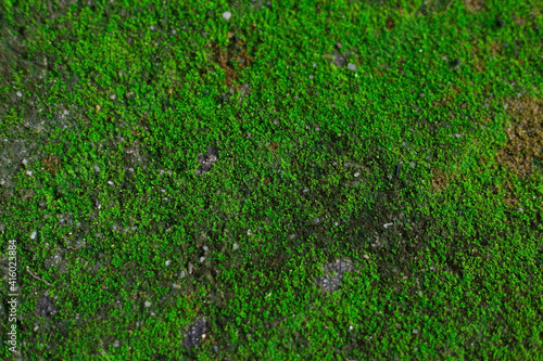 Green fresh moss grows up on the rock in natural background theme. The mosses sit within a division of plant.