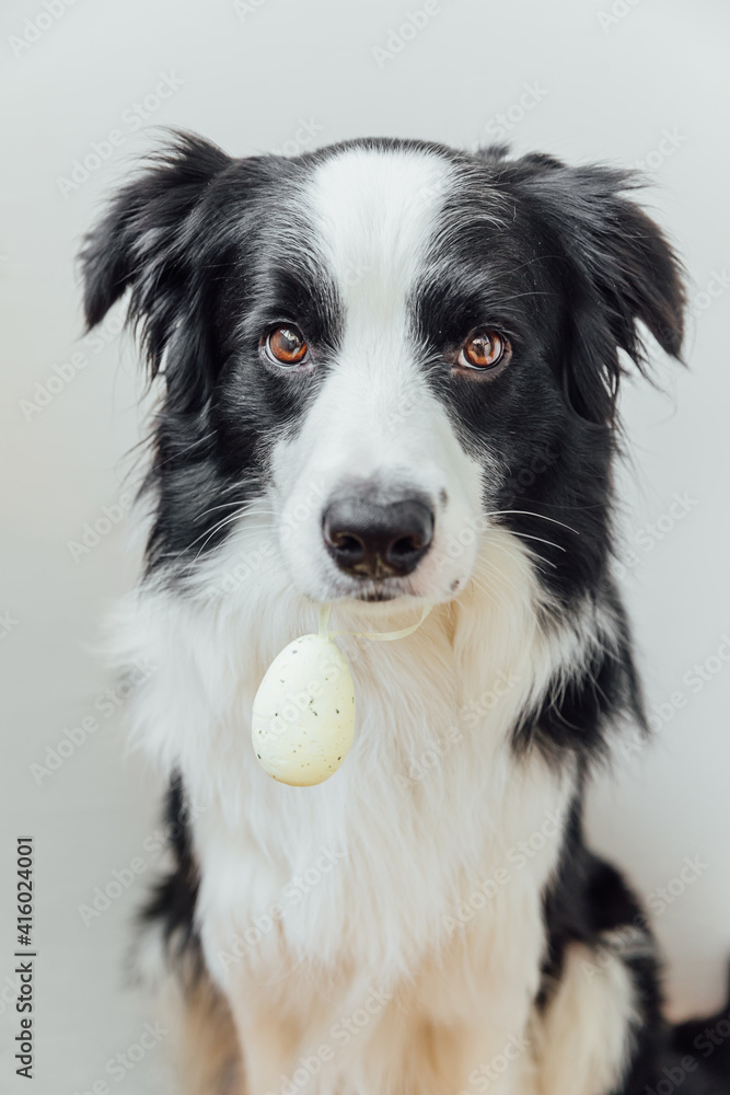 Happy Easter concept. Preparation for holiday. Cute puppy dog border collie holding Easter egg in mouth isolated on white background. Spring greeting card.