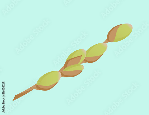 Twig of willow catkins. Harbinger of spring. Easter plant. Flat vector illustration