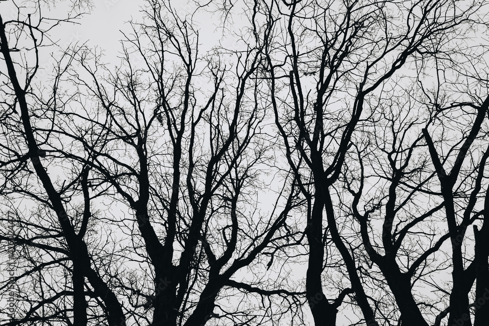 Tree branch silhouette on a grey sky background Tree branch silhouette on a grey sky background