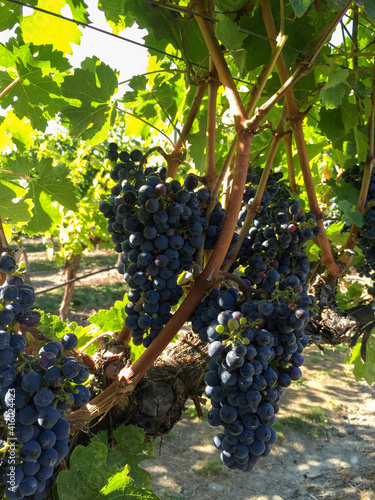 West Kelowna | grapes on vine