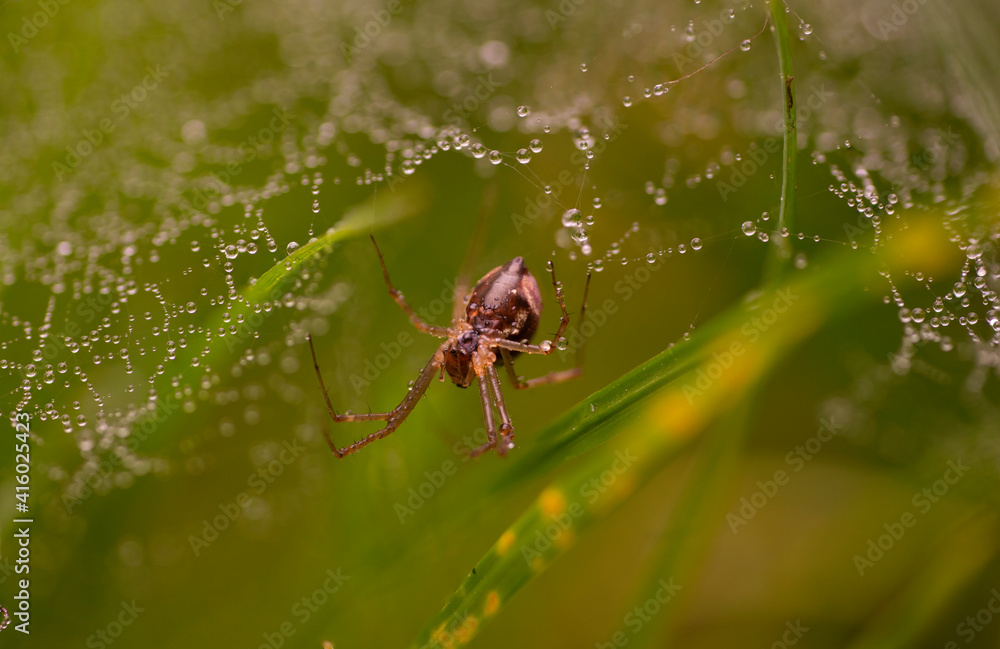 Gemeine Baldachinspinne - Linyphia triangularis