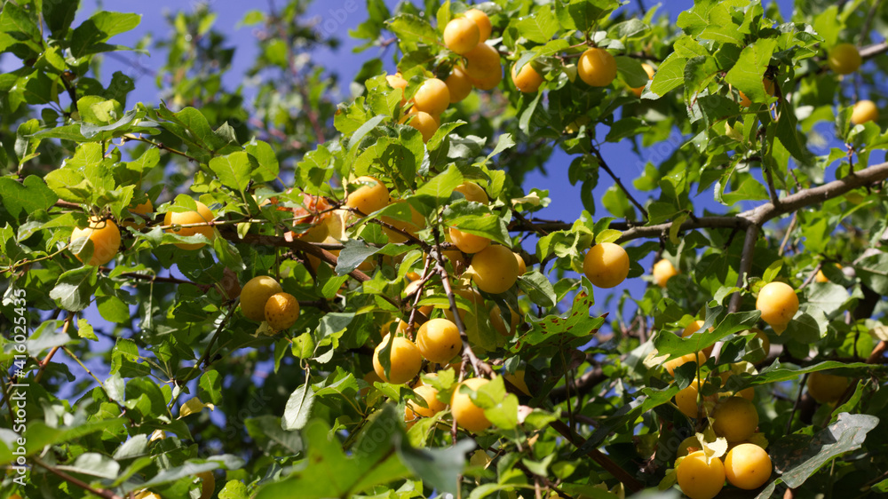 Yellow Mirabelle plums tree