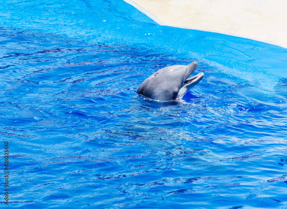 Obraz premium Dolphin Swimming in a Pool 