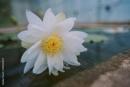 American white water-lily in Queen Sirikit botanical garden in Chaing Mai