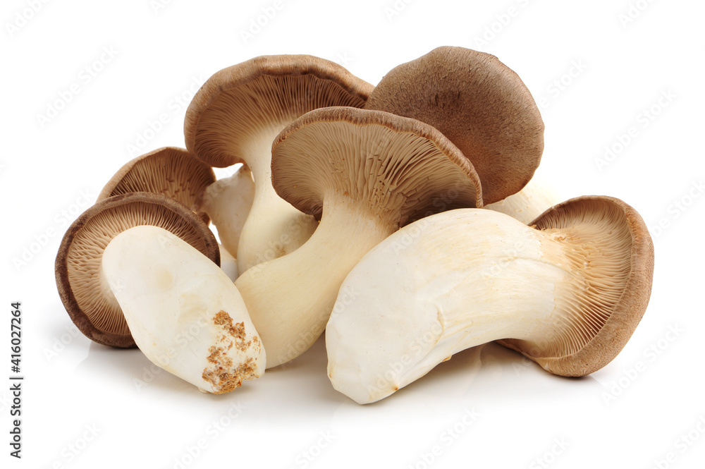 Fototapeta premium Shiitake mushroom on the White background