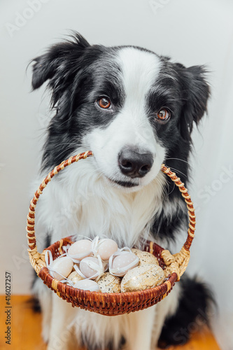 Happy Easter concept. Preparation for holiday. Cute puppy dog border collie holding basket with Easter colorful eggs in mouth on white background at home indoor. Spring greeting card. © Юлия Завалишина
