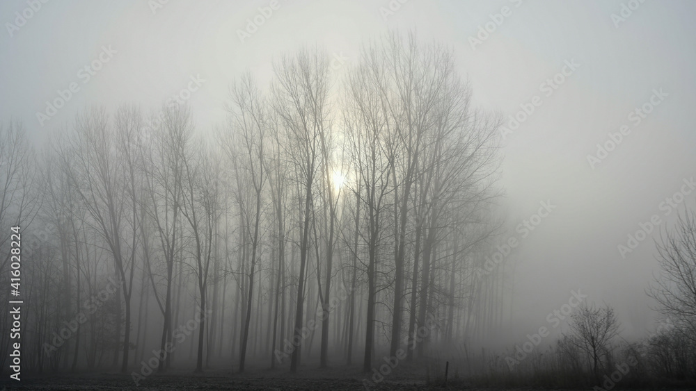 Forest in a deep fog Forest in a deep fog