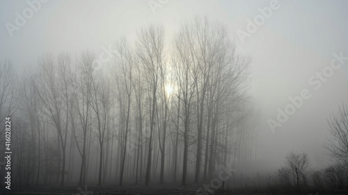 Forest in a deep fog