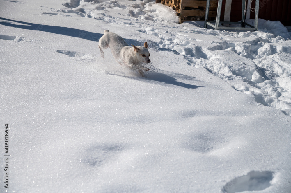 weißer Hund im hohen Schnee weißer Hund im hohen Schnee