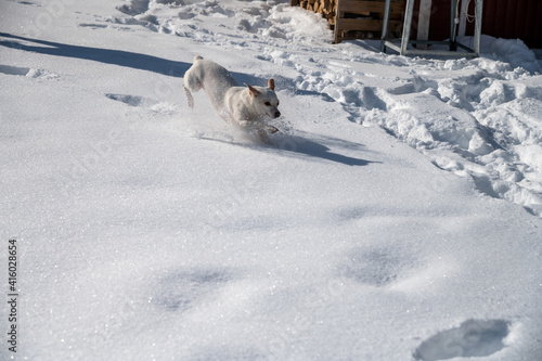 weißer Hund im hohen Schnee © Peter