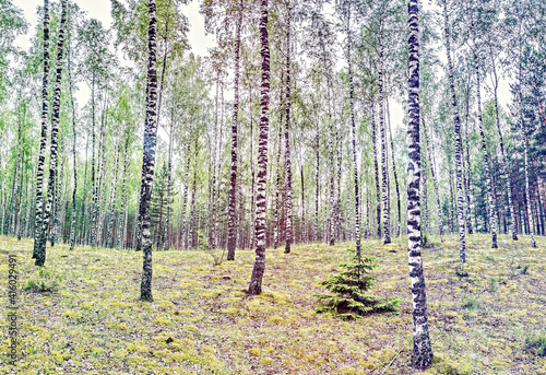 Birch trees in wild spring forest 
