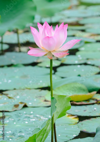 Beautiful Big Pink Lotus