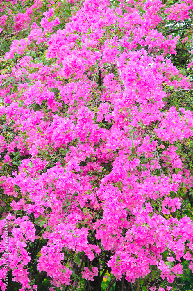 Vibrant Pink Flowers