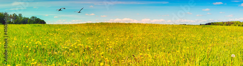 Panoramic view of blossoming dandelion field in spring time