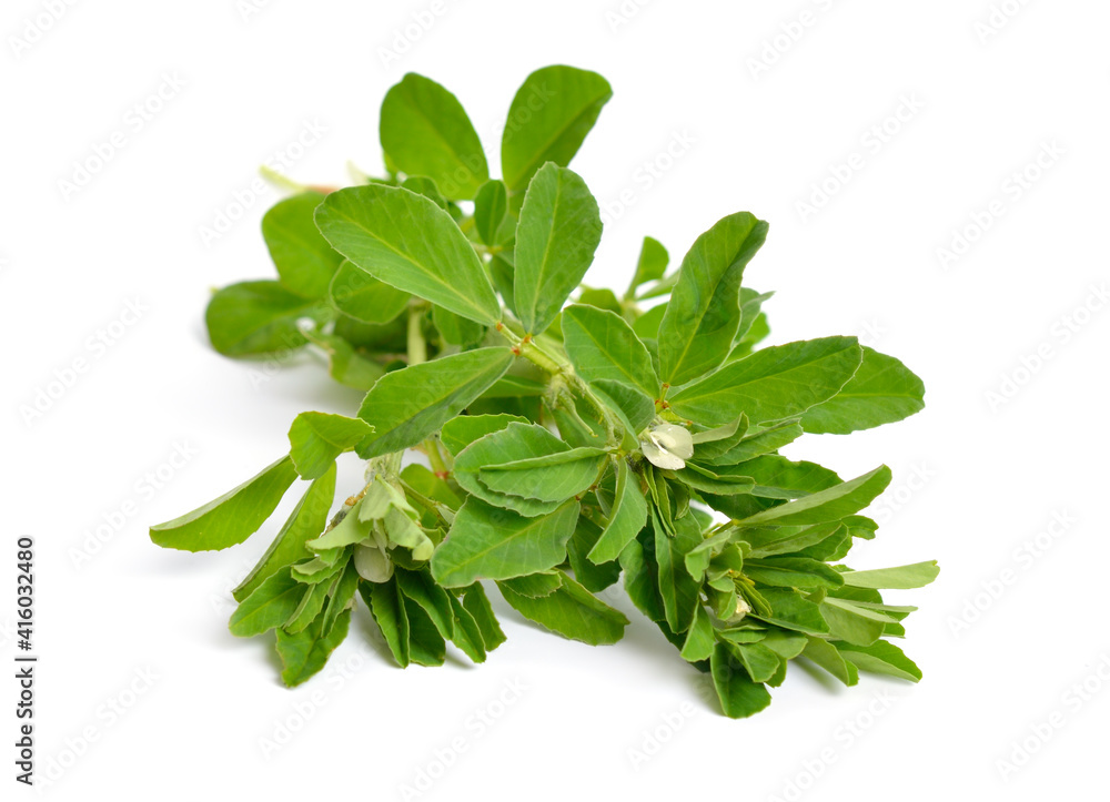 Obraz premium Fenugreek or Trigonella foenum-graecum. Green plant. Isolated on white background