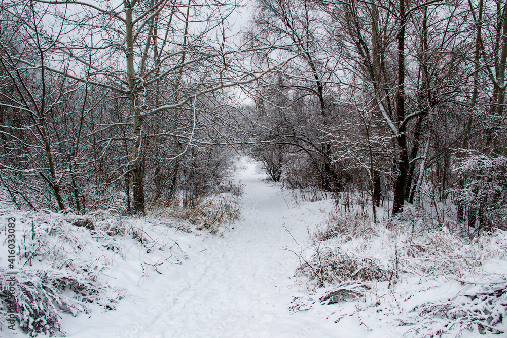 Walking way in the winter nature in city sumy in Ukraine. Winter trees covered with snow and a snowy trail in forest background Walking way in the winter nature in city sumy in Ukraine. Winter trees covered with snow and a snowy trail in forest background