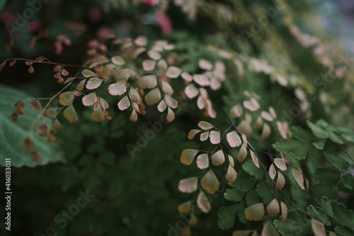 Common Maidenhair spleenwort in Queen Sirikit botanical garden in Chaing Mai photo