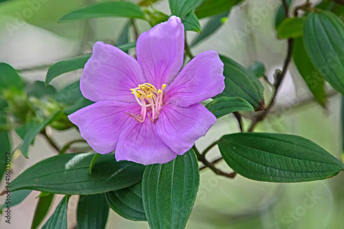 purple flower - Tibouchina Alstonville - Glory Bush photo