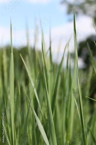 green grass © Yevheniia