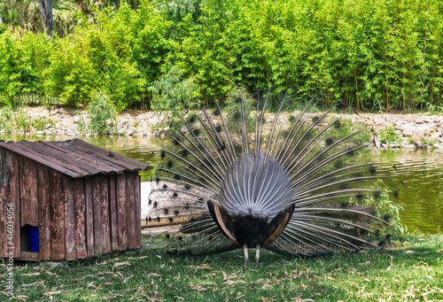 peacock picture from izmir alsancak zoo photo