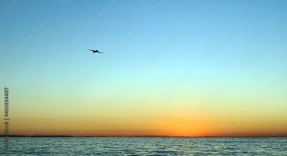 Crane flying across the sunset