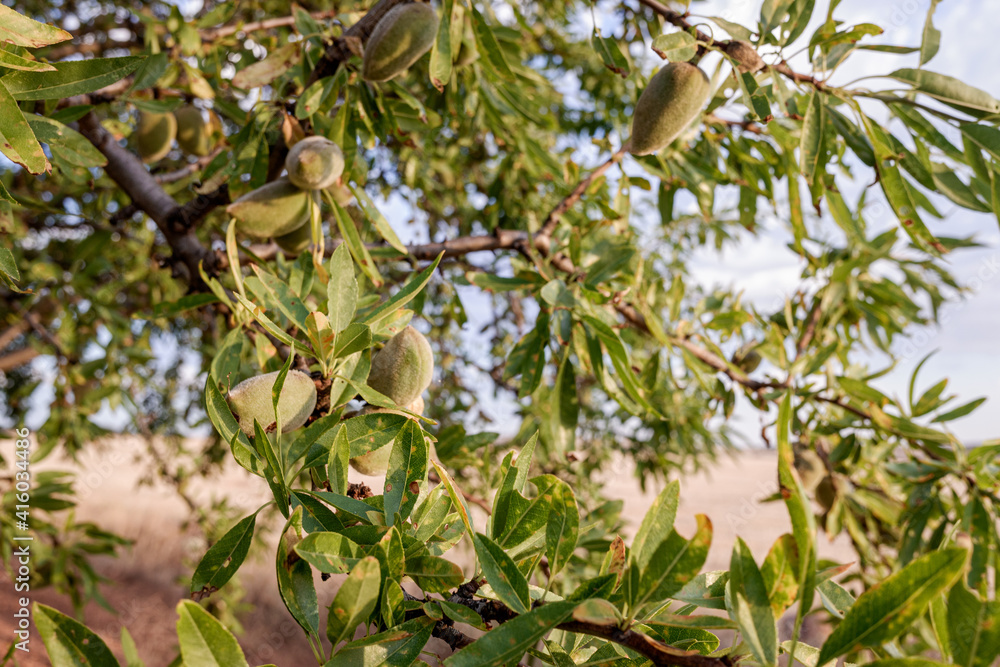Trees in a dry land cultivation of almond trees in central Spain. Trees in a dry land cultivation of almond trees in central Spain.