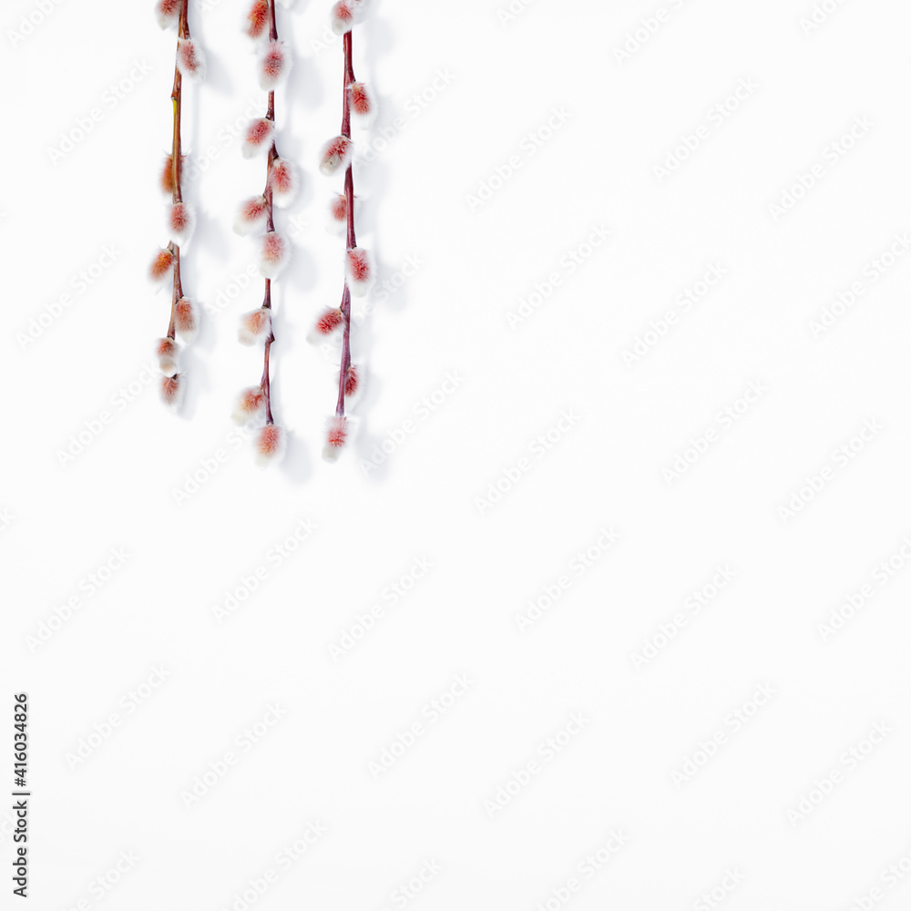 Spring flower composition. Willow twigs on white background. Flat lay, top view, copy space Spring flower composition. Willow twigs on white background. Flat lay, top view, copy space