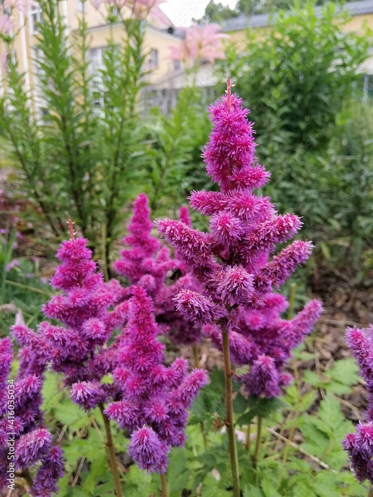 Obraz premium beautiful fluffy purple and pink blooming Astilbe flowers on a flower bed on a sunny summer day. Natural Wallpaper
